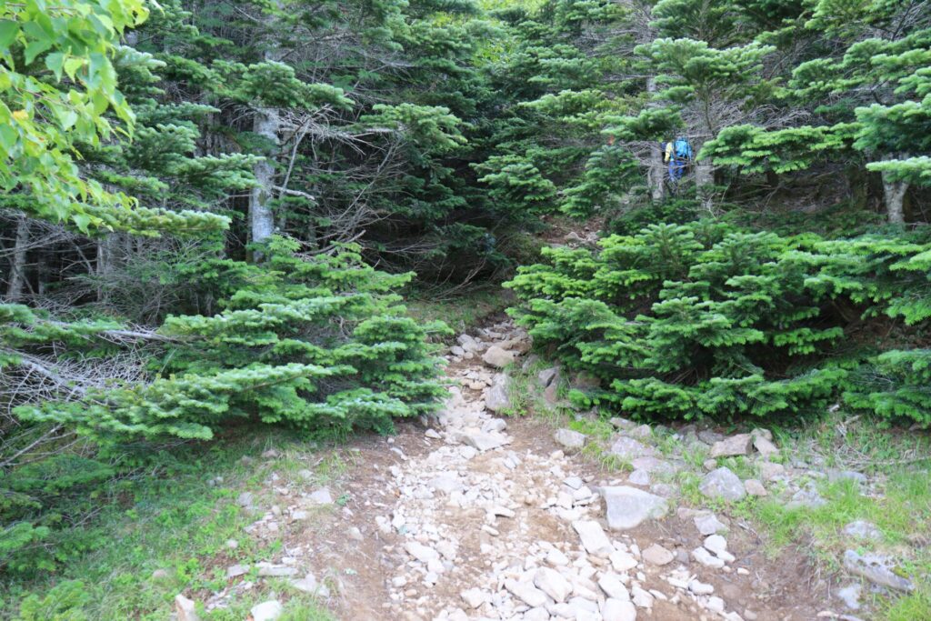 権現岳登山道