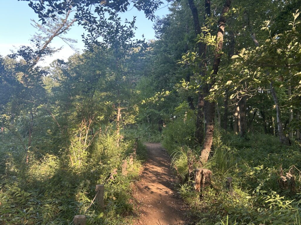 前山からの登山道