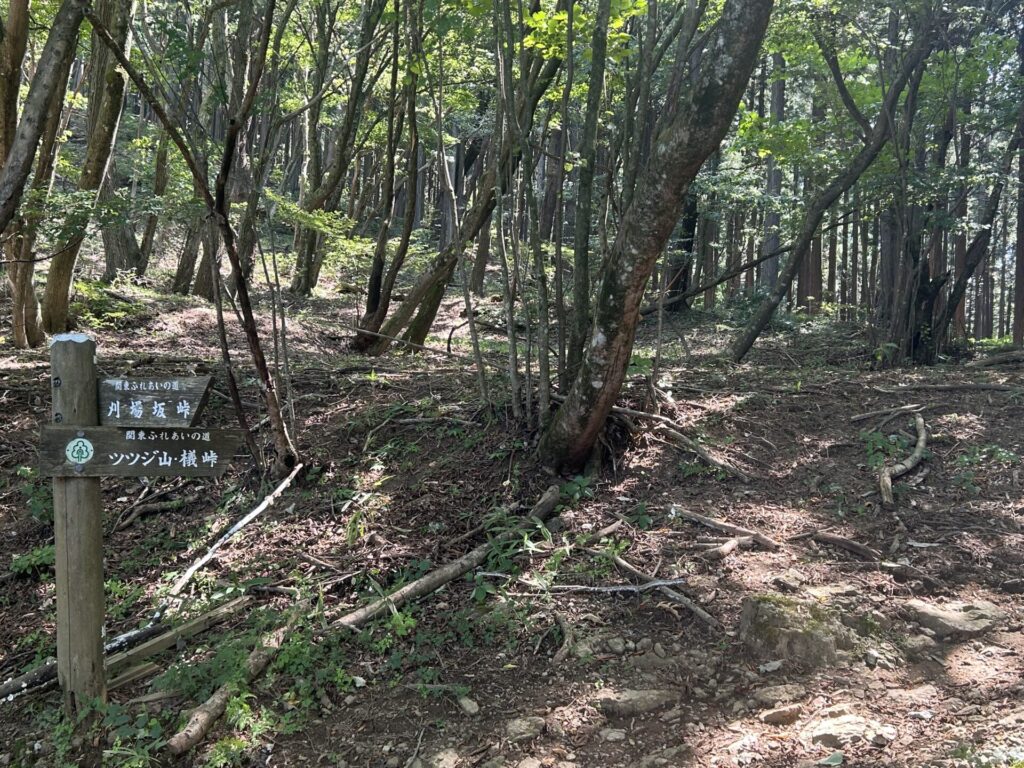 ツツジ山分岐