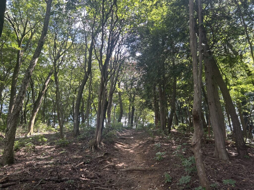 ツツジ山登山道