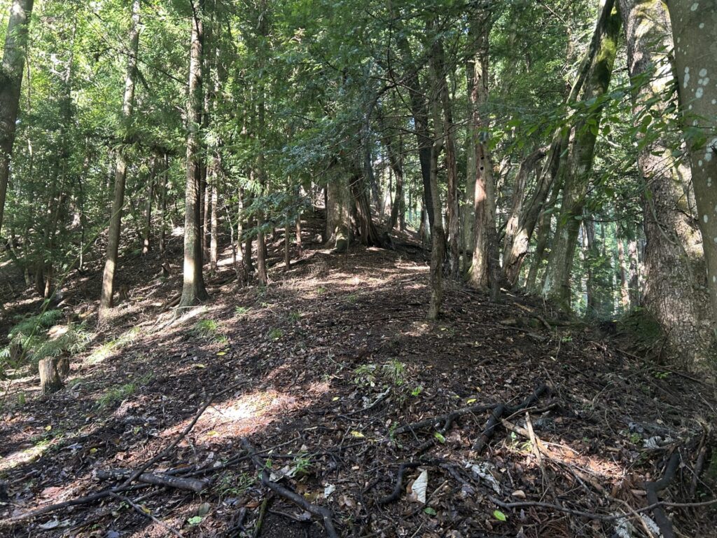 猪狩山尾根取り付き