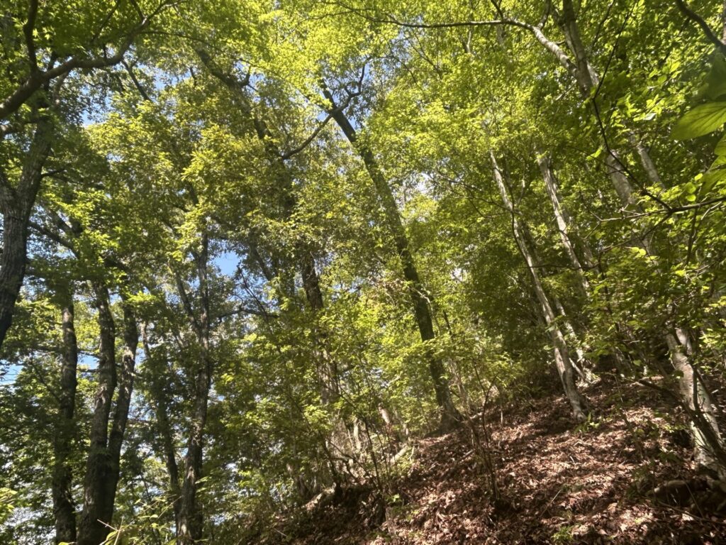 猪狩山の広葉樹林