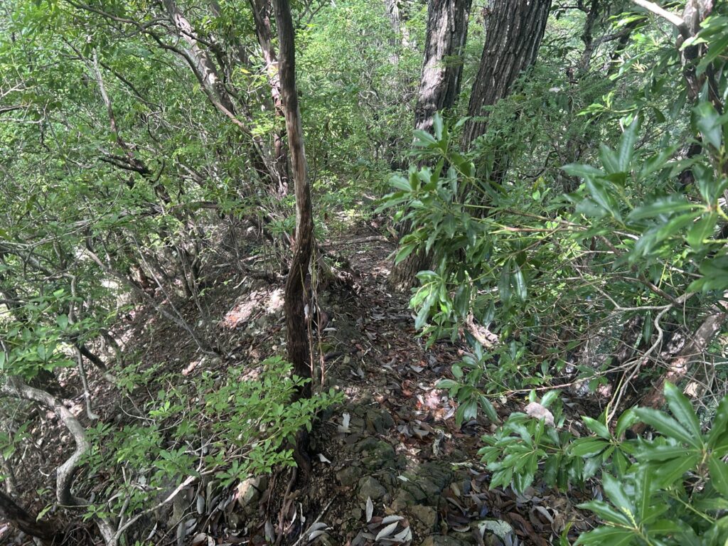 鞍掛山と猪狩山を結ぶ登山道