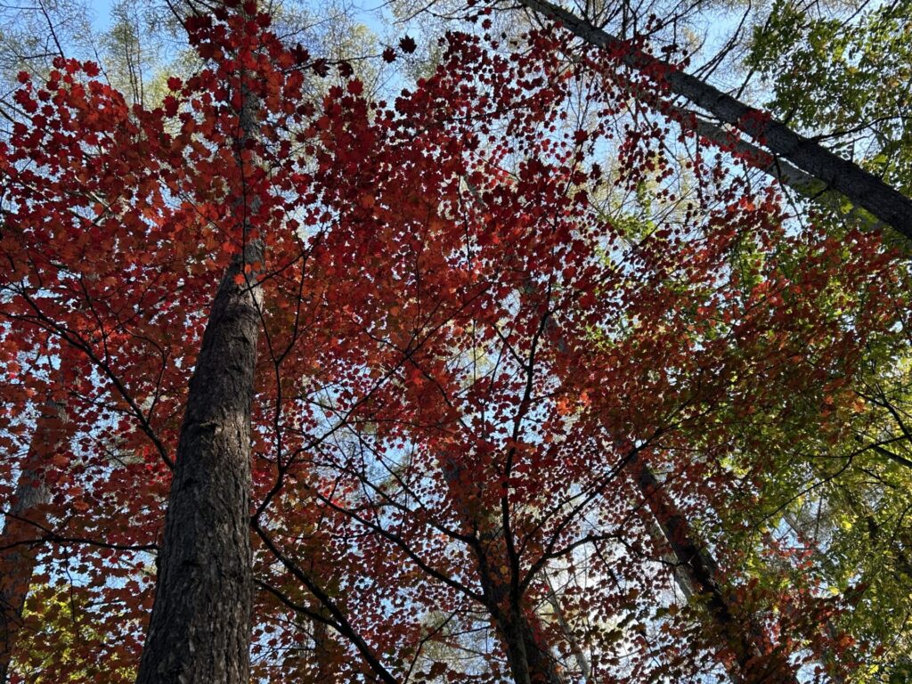 十文字山登山道の紅葉するカエデ
