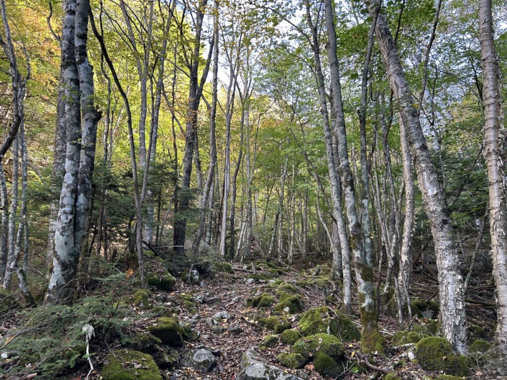 美しい十文字山登山道
