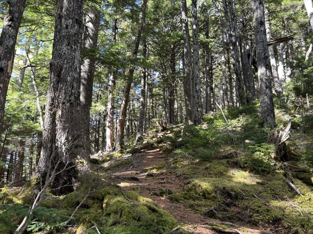 十文字山手前の苔むした登山道