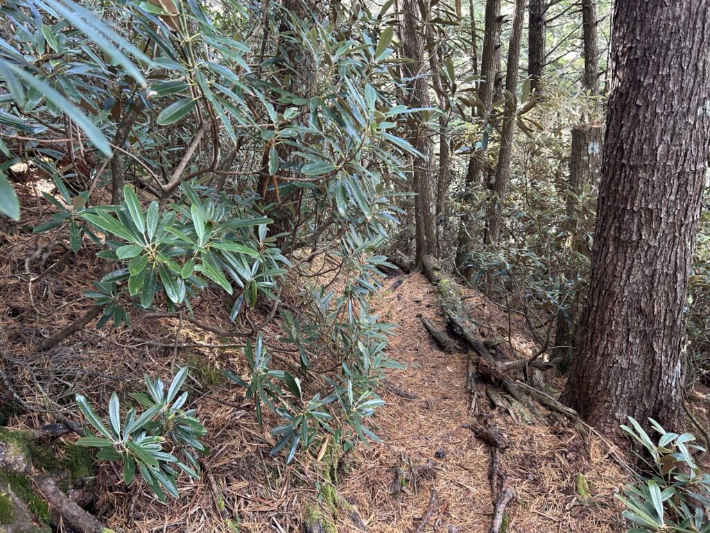 十文字山シャクナゲの群生