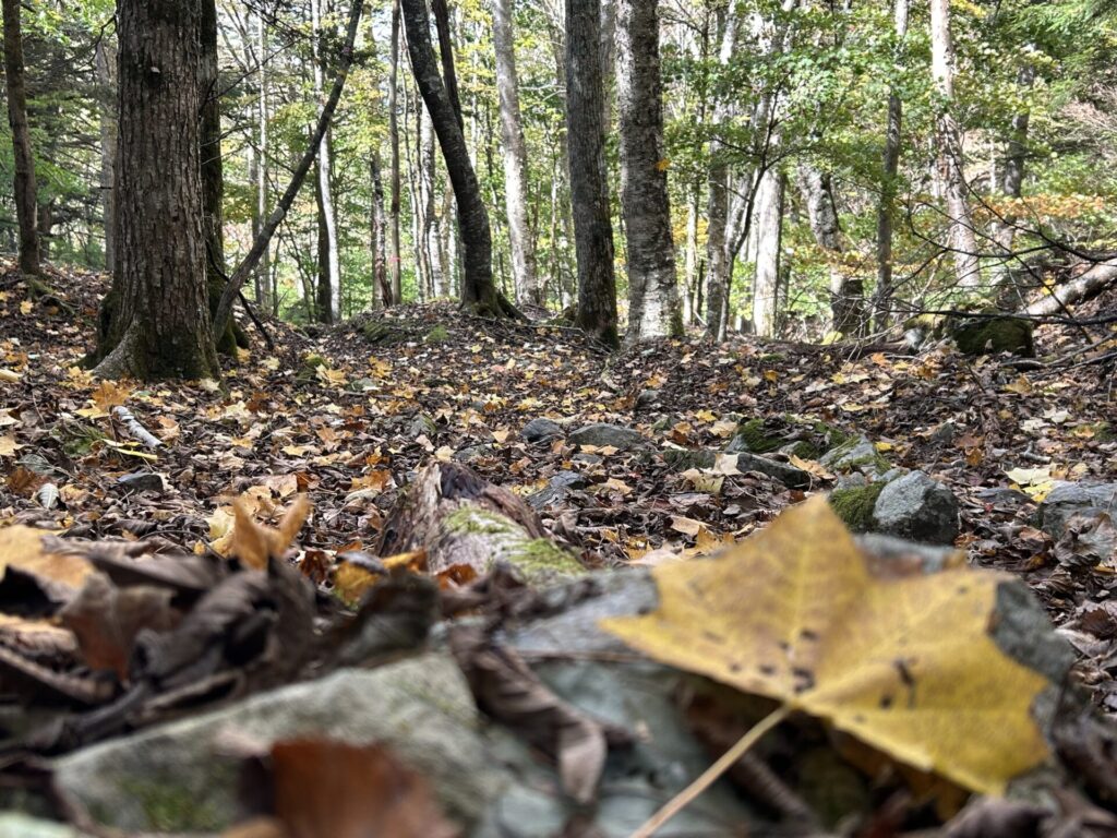 登山道のカエデの絨毯