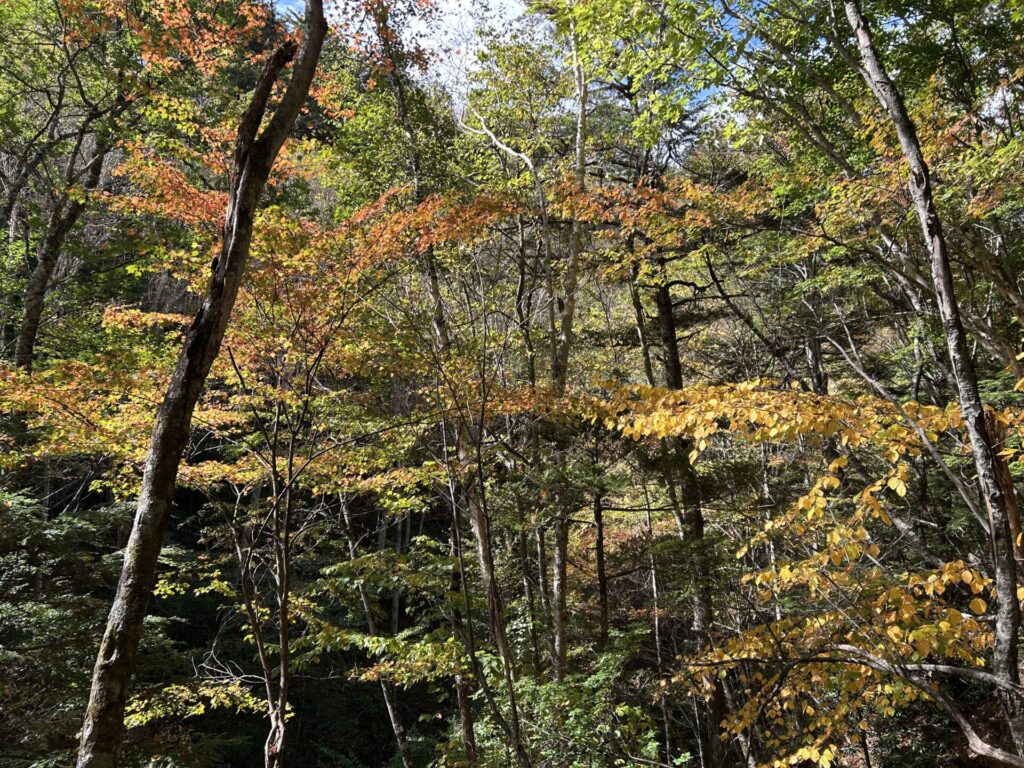 十文字山登山道の紅葉