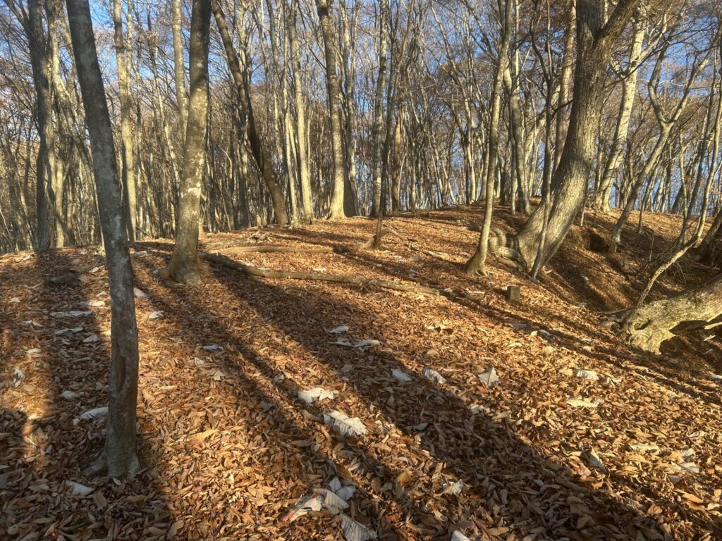 タワ尾根のブナ林