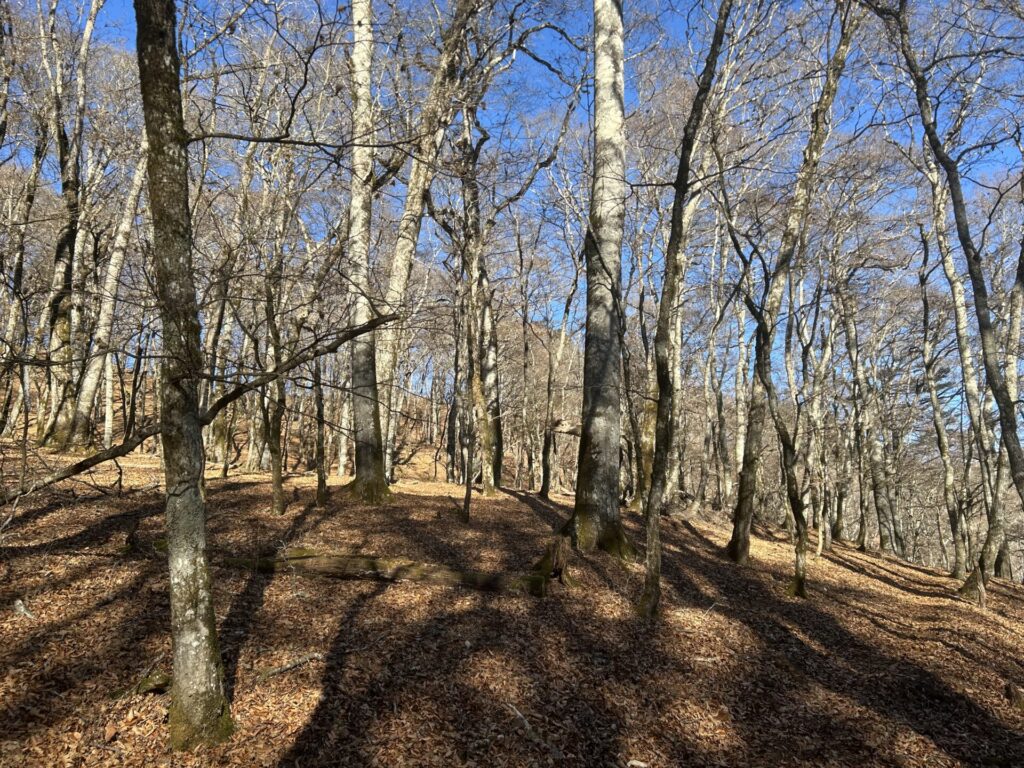 長沢背稜のブナ林