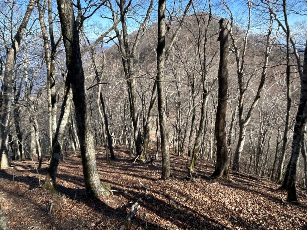 七跳山から大平山までの登山道