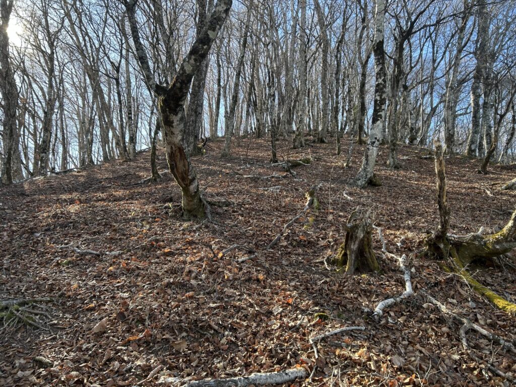 七跳山の登り返し