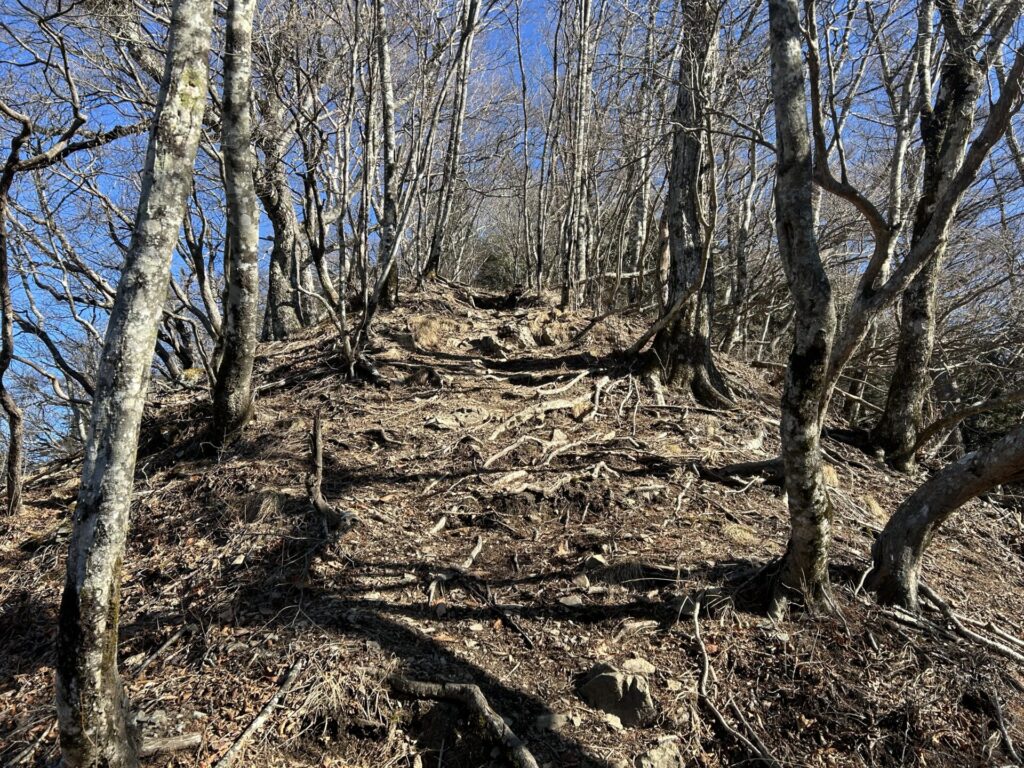 天目山直下の登り