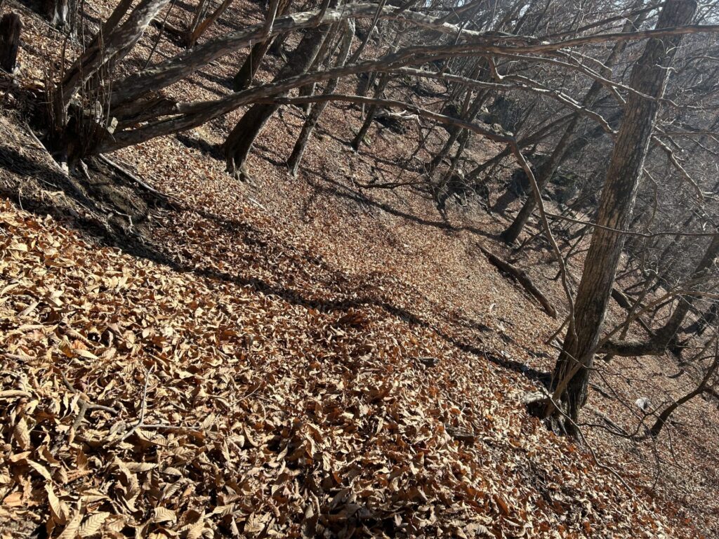 ヨコスズ尾根の落ち葉ゾーン