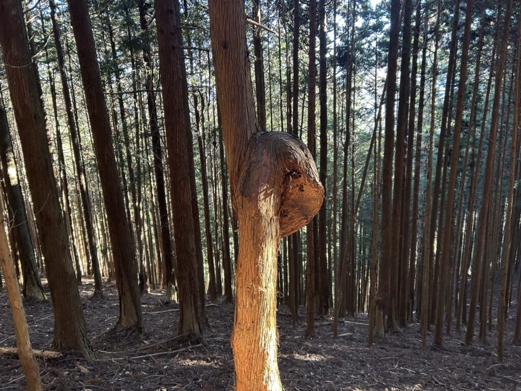 不思議な形の木