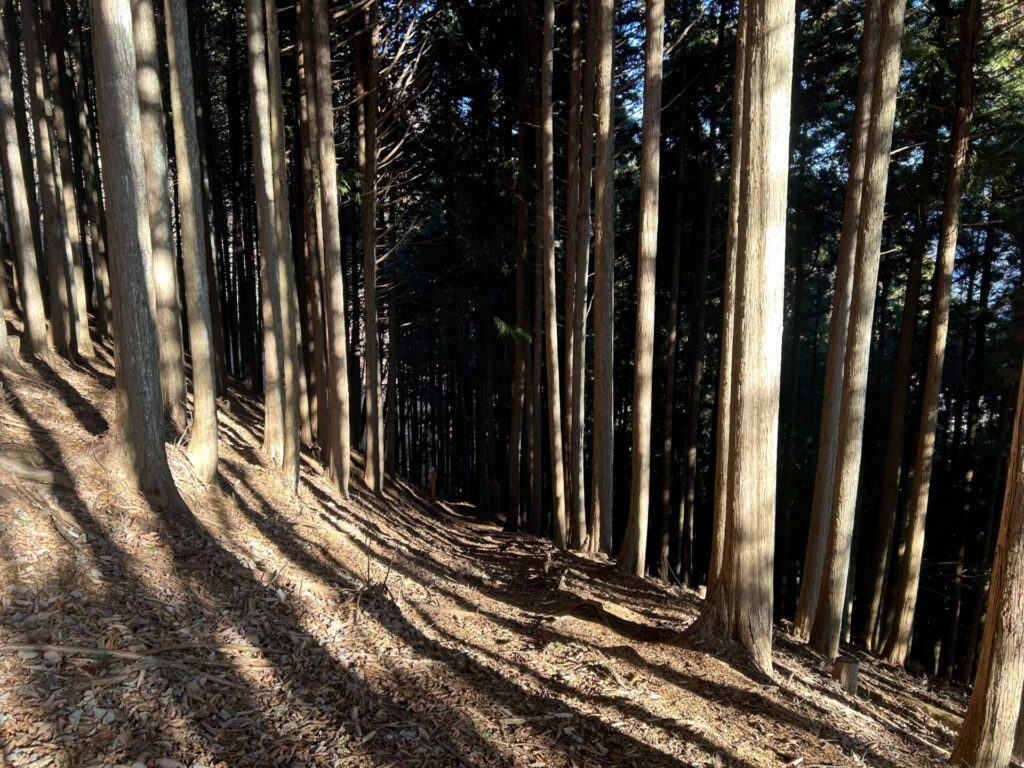 ヨコスズ尾根杉林登山道